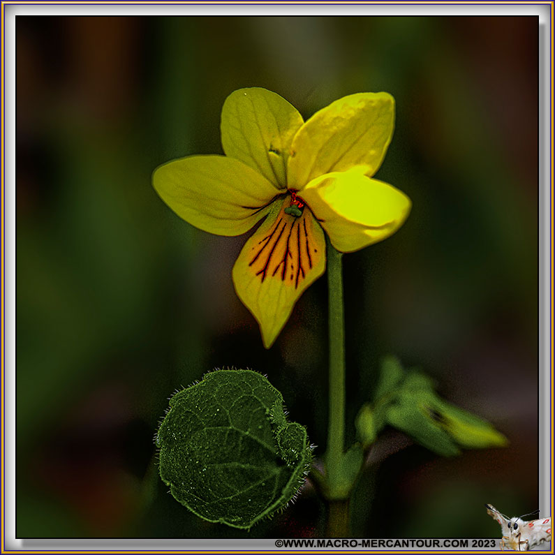 Viola biflora